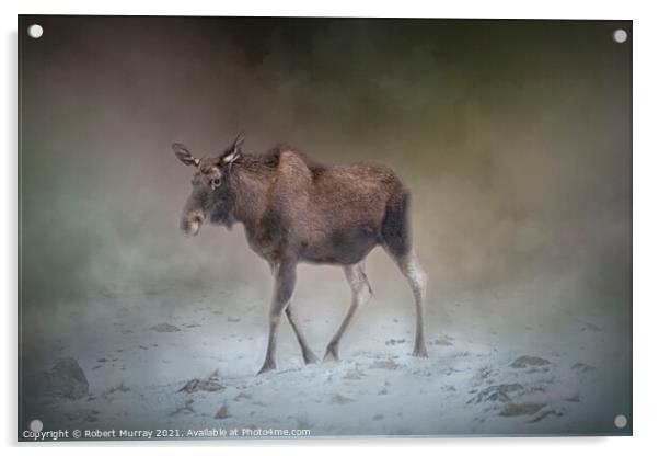 Moose on a Misty Winter Morning Acrylic by Robert Murray