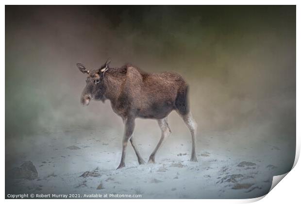 Moose on a Misty Winter Morning Print by Robert Murray