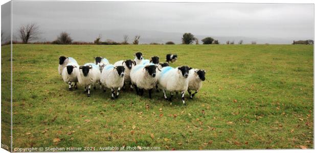 Black faced Dartmoor sheep Canvas Print by Stephen Hamer
