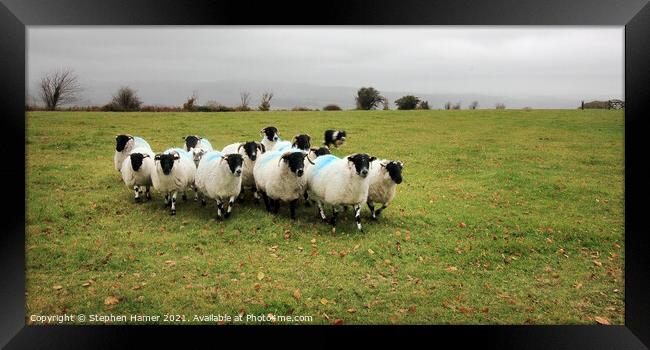 Black faced Dartmoor sheep Framed Print by Stephen Hamer