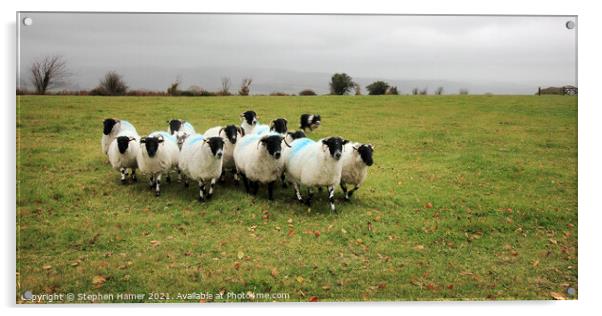 Black faced Dartmoor sheep Acrylic by Stephen Hamer