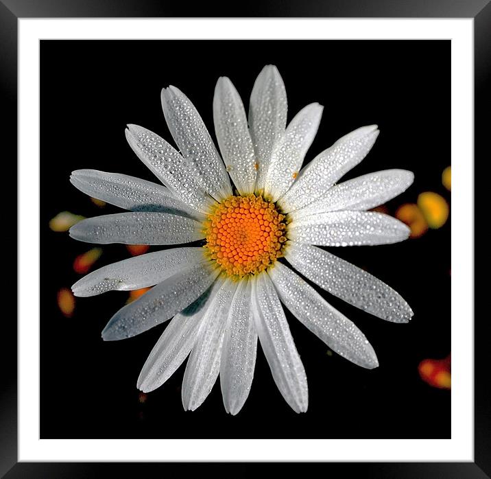 Corn Chamomile with Dewdrops Framed Mounted Print by val butcher
