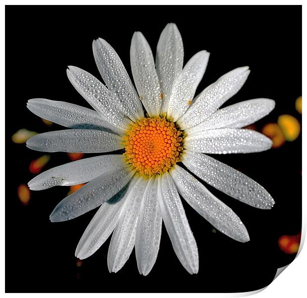 Corn Chamomile with Dewdrops Print by val butcher