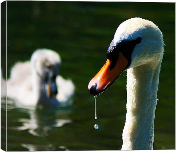 Swan with Cygnet Canvas Print by val butcher