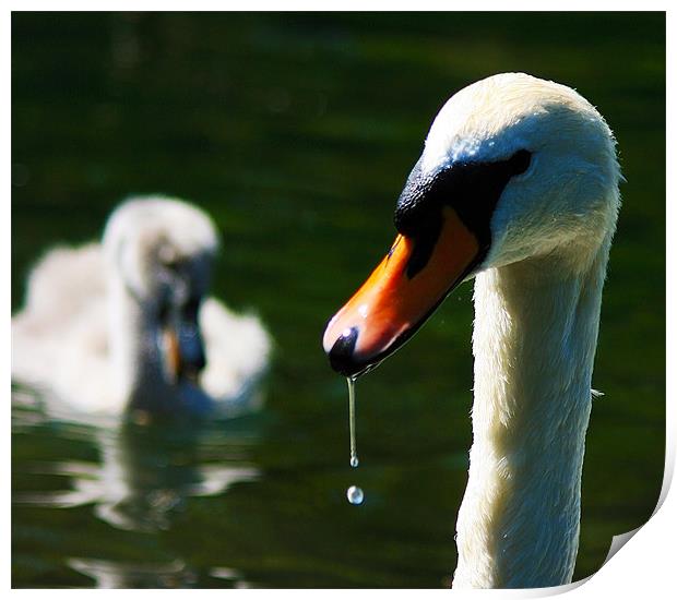 Swan with Cygnet Print by val butcher