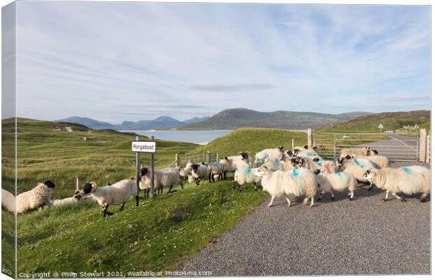Residents of Horgabost, Isle of Harris Canvas Print by Philip Stewart