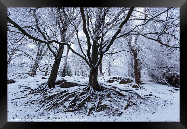 Winter Woodland Framed Print by Philip Stewart