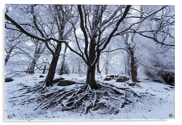 Winter Woodland Acrylic by Philip Stewart