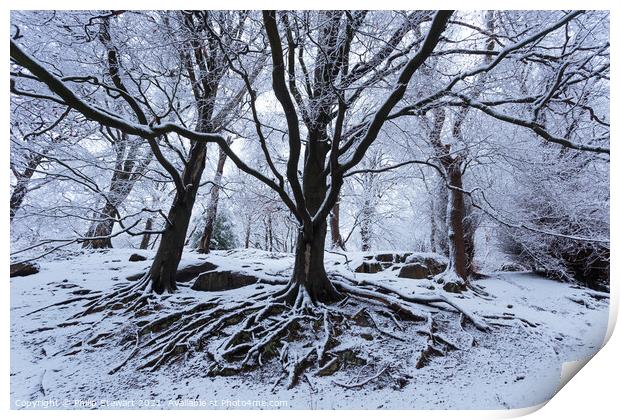 Winter Woodland Print by Philip Stewart