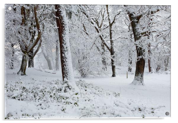 Winter Wonderland Acrylic by Philip Stewart