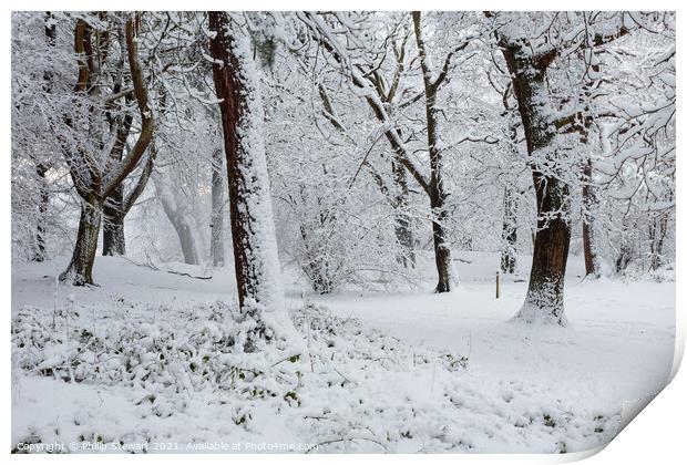 Winter Wonderland Print by Philip Stewart