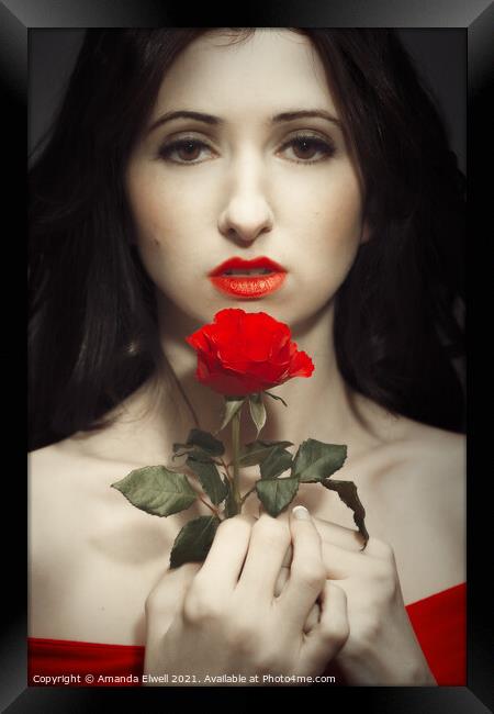 Red red rose Framed Print by Amanda Elwell