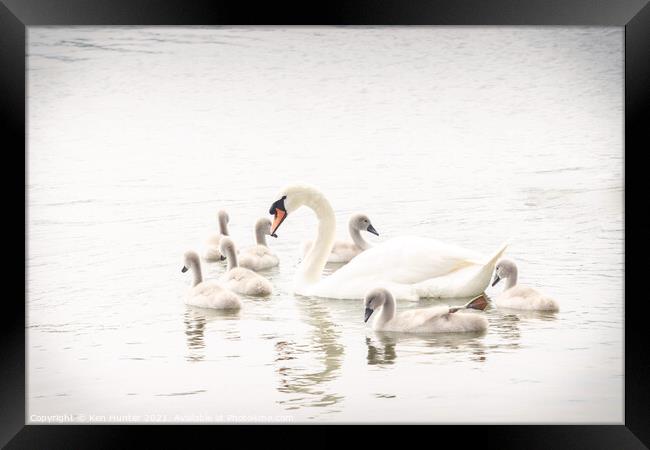 Mute Swan with Young In High-key Image Framed Print by Ken Hunter