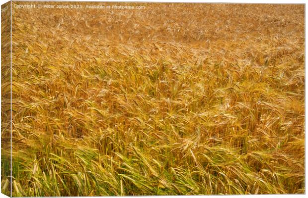 A field of Barley. Canvas Print by Peter Jones