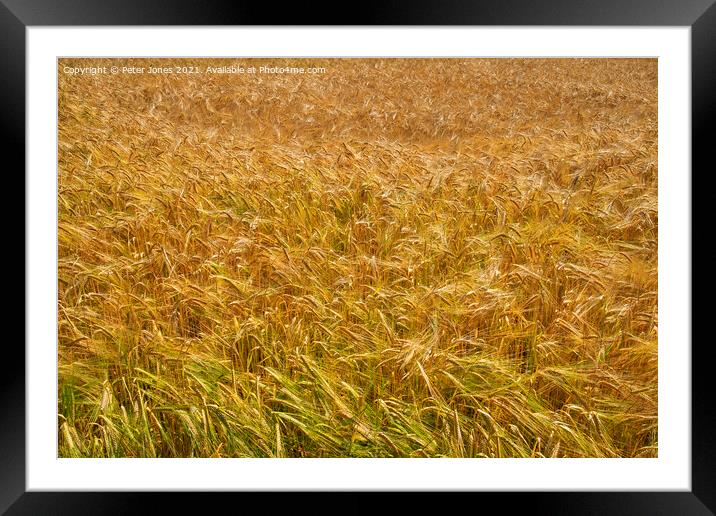 A field of Barley. Framed Mounted Print by Peter Jones