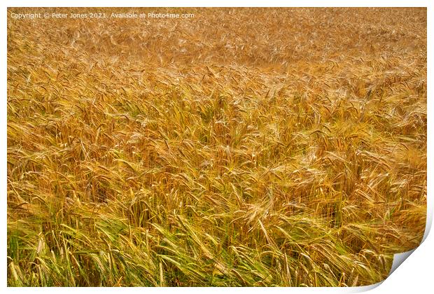 A field of Barley. Print by Peter Jones
