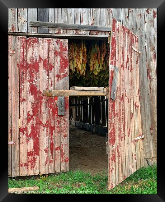 Rustic Charm Tobacco Barns Secret Framed Print by Deanne Flouton