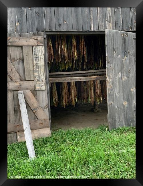 Rustic Charm Tobacco Barn Door Framed Print by Deanne Flouton
