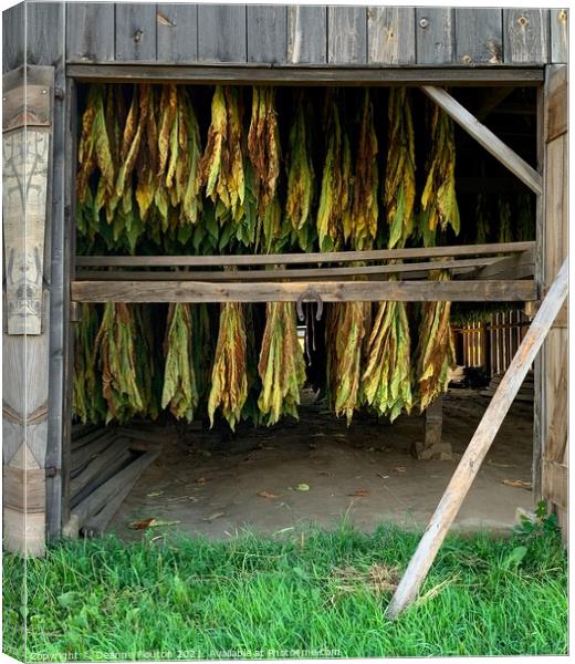 The Golden Tobacco Harvest Canvas Print by Deanne Flouton