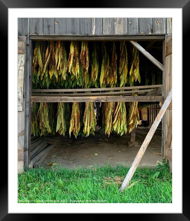 The Golden Tobacco Harvest Framed Mounted Print by Deanne Flouton