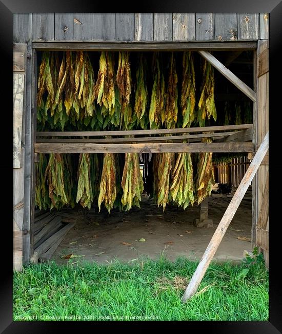 The Golden Tobacco Harvest Framed Print by Deanne Flouton