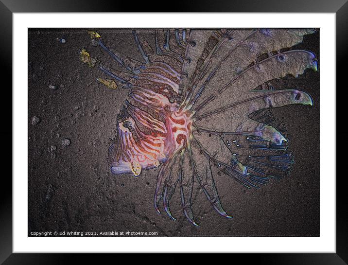 Abstract Lionfish, fossil look Framed Mounted Print by Ed Whiting