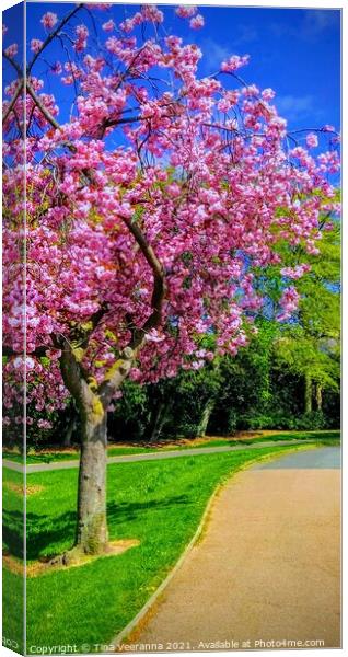 Vibrant pink cherry blossom tree Canvas Print by Tina Veeranna