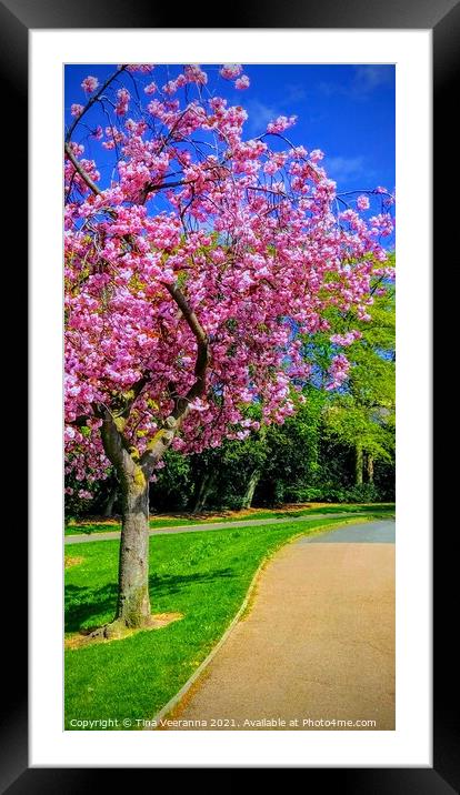 Vibrant pink cherry blossom tree Framed Mounted Print by Tina Veeranna