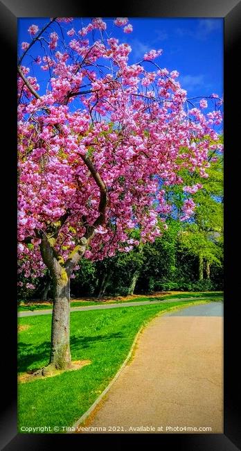 Vibrant pink cherry blossom tree Framed Print by Tina Veeranna