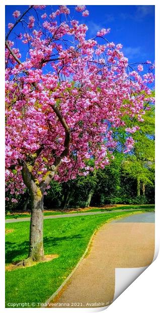 Vibrant pink cherry blossom tree Print by Tina Veeranna