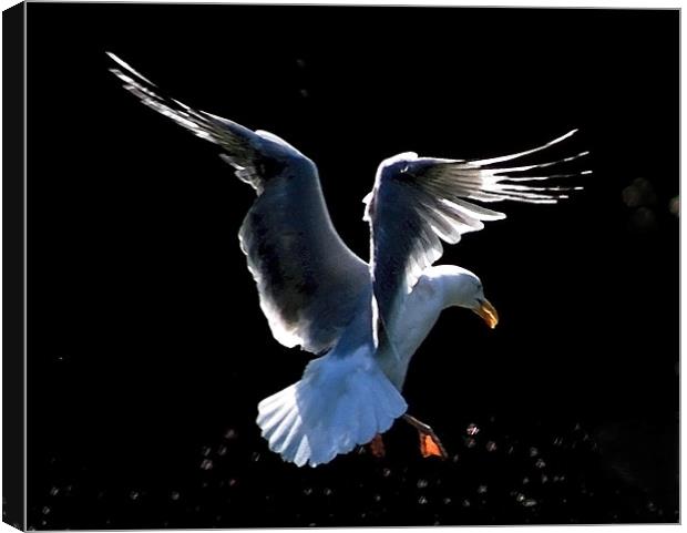 Seagull Landing Study 2 Canvas Print by val butcher