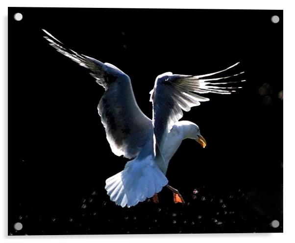 Seagull Landing Study 2 Acrylic by val butcher