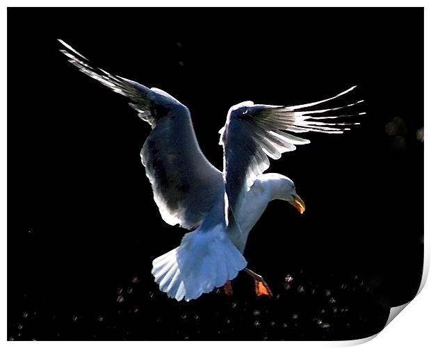 Seagull Landing Study 2 Print by val butcher
