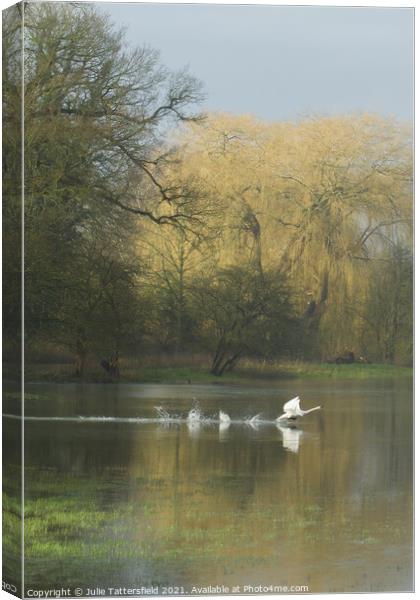 swan ready for take off! Canvas Print by Julie Tattersfield