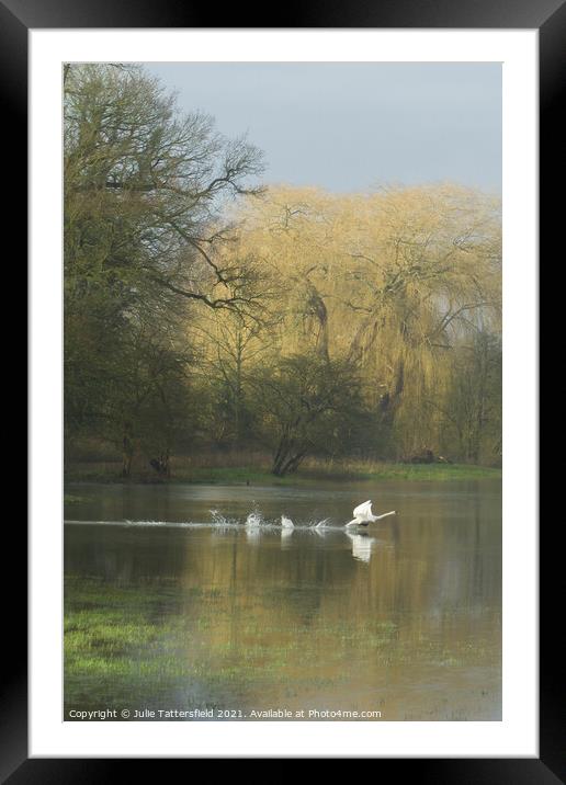 swan ready for take off! Framed Mounted Print by Julie Tattersfield