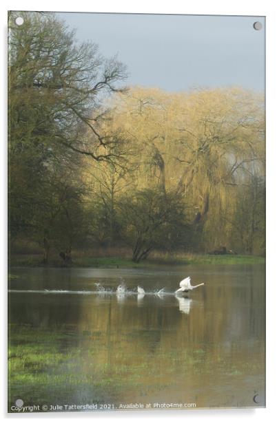 swan ready for take off! Acrylic by Julie Tattersfield