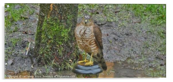 A hawk standing on a garden lamp Acrylic by carl blake