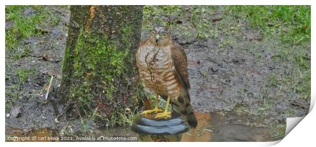 A hawk standing on a garden lamp Print by carl blake
