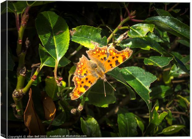 Comma Butterfly Canvas Print by Allan Bell