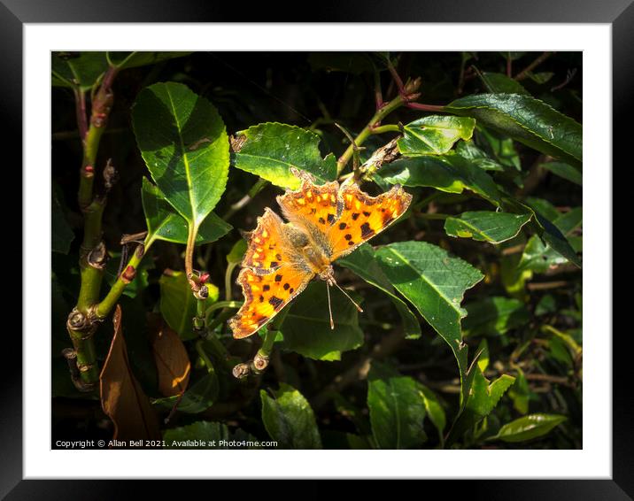 Comma Butterfly Framed Mounted Print by Allan Bell