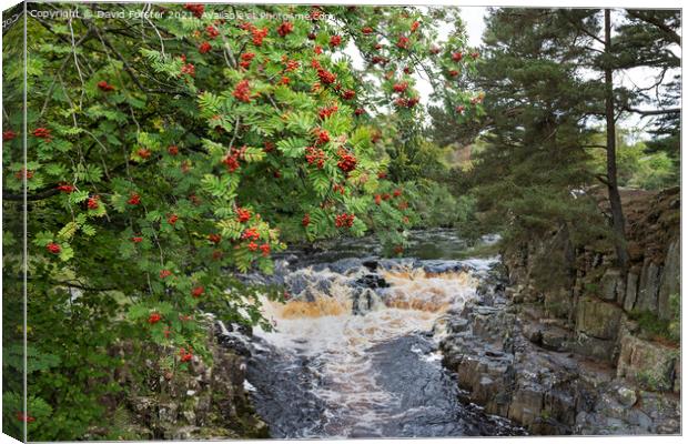 Rowan Tree with Berries, Near Low Force, Teesdale, UK Canvas Print by David Forster