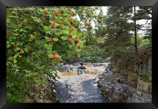 Rowan Tree with Berries, Near Low Force, Teesdale, UK Framed Print by David Forster