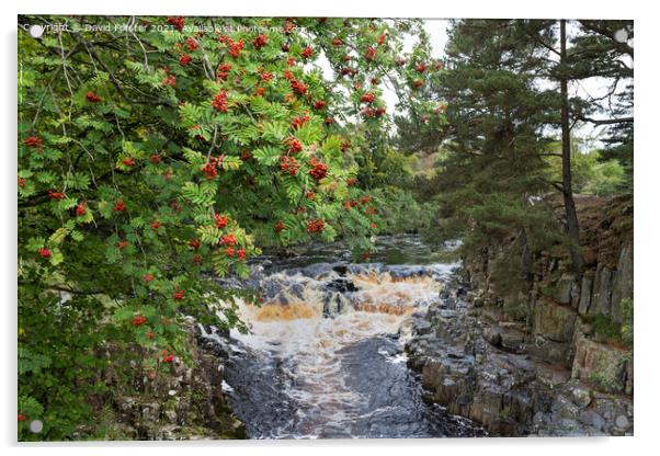 Rowan Tree with Berries, Near Low Force, Teesdale, UK Acrylic by David Forster