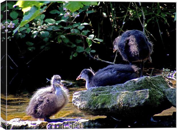 Coot Chicks Canvas Print by val butcher