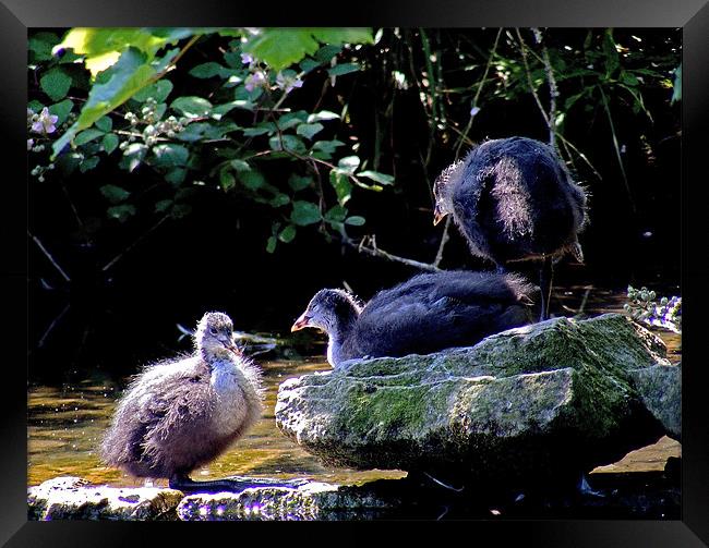 Coot Chicks Framed Print by val butcher
