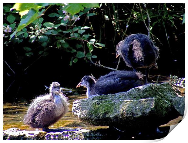 Coot Chicks Print by val butcher
