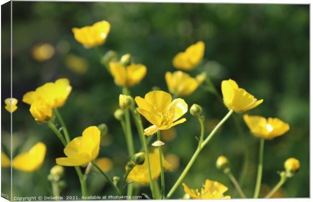 Vibrant Yellow Buttercups Spring Flowers Canvas Print by Imladris 