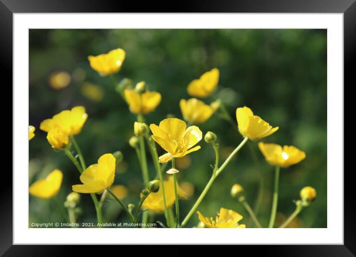 Vibrant Yellow Buttercups Spring Flowers Framed Mounted Print by Imladris 