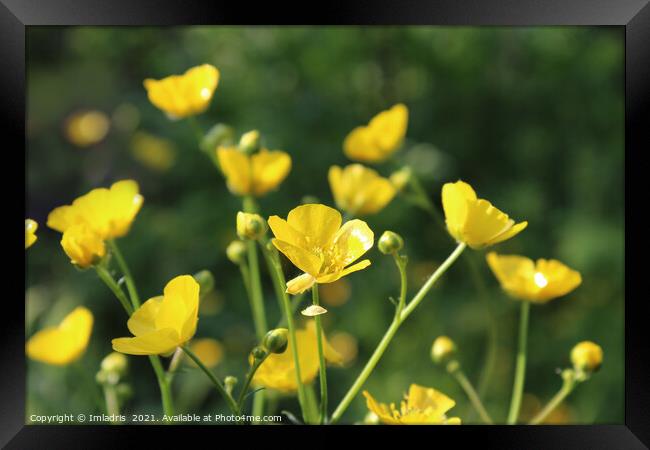 Vibrant Yellow Buttercups Spring Flowers Framed Print by Imladris 
