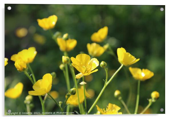 Vibrant Yellow Buttercups Spring Flowers Acrylic by Imladris 